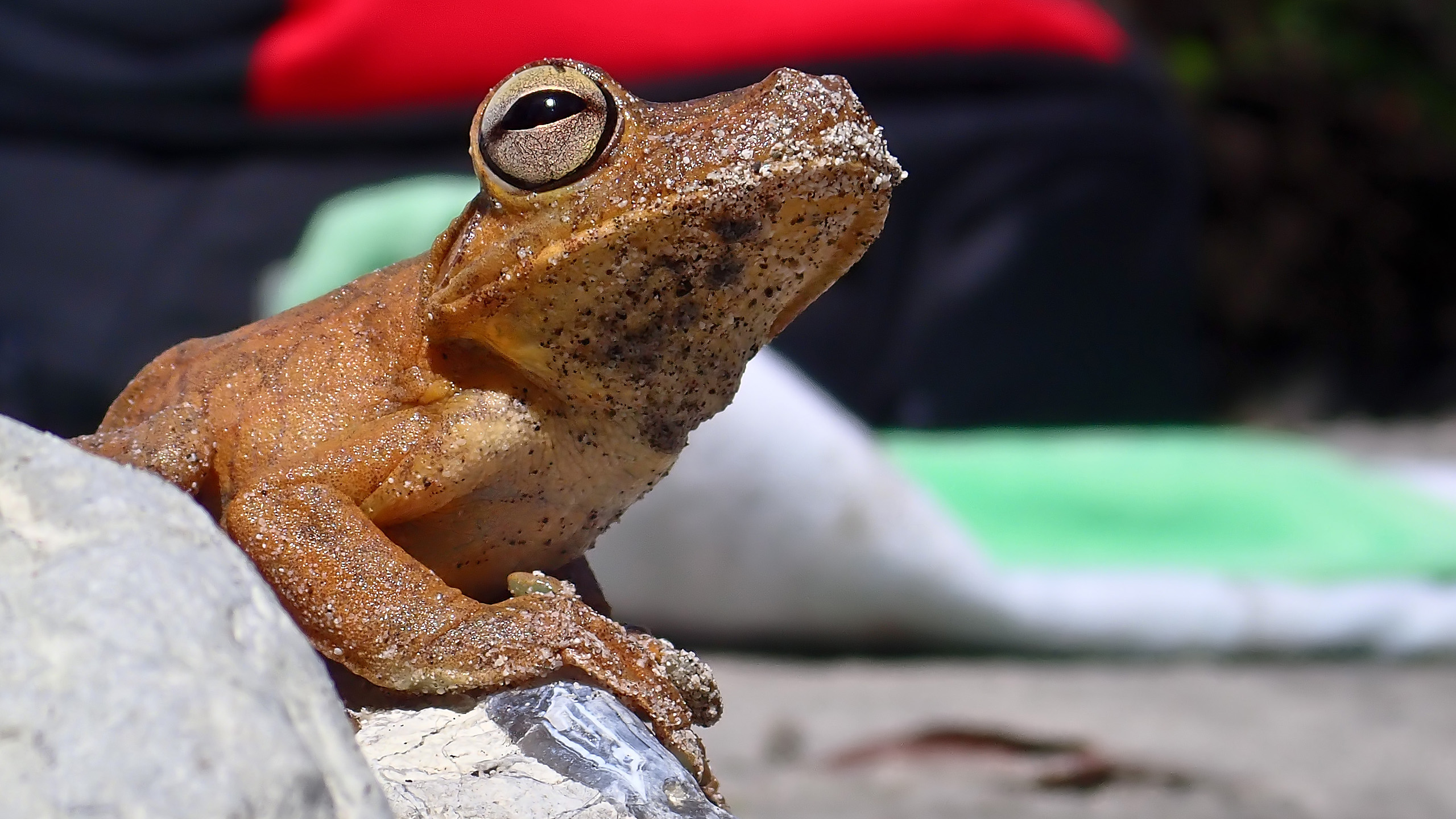 Frosch am Strand Shana Beach